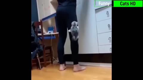 The Best Funny and Cute Cat videos