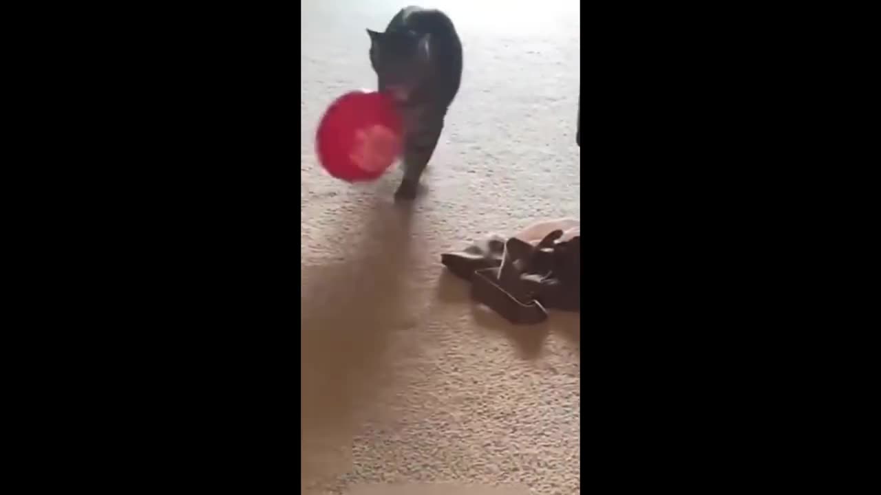 funny animals video || funny cat video || cute video