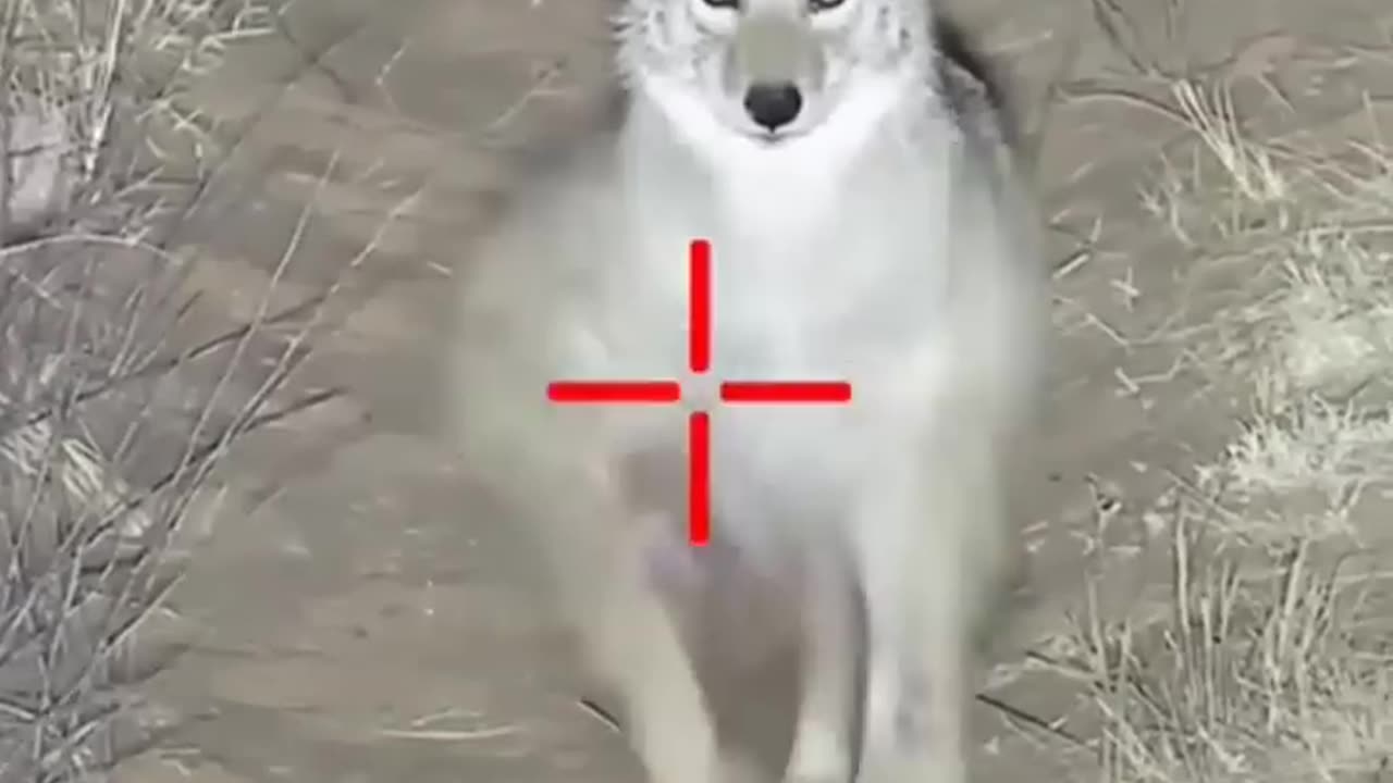 Shooting Jackals through Night Vision Device