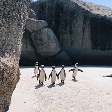 Penguins have beautiful walks