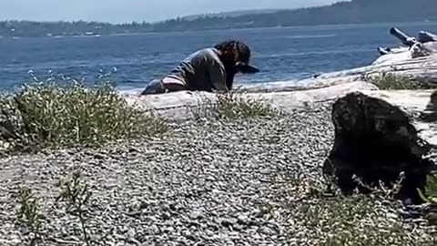 TOTALLY NORMAL: Grown man dressed as dog frolics on the beach in front of families with children