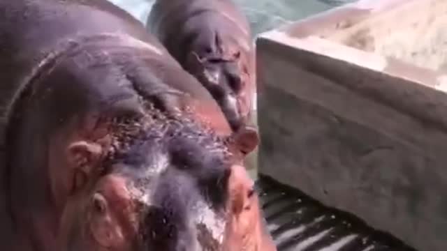 A hippopotamus rhino