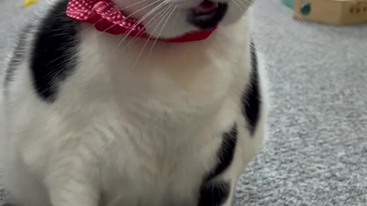 Pet Lover | Animal lover | Pet videos