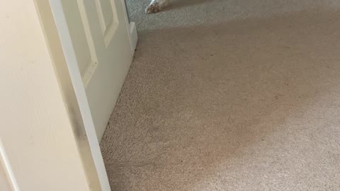Dog Checks on Baby