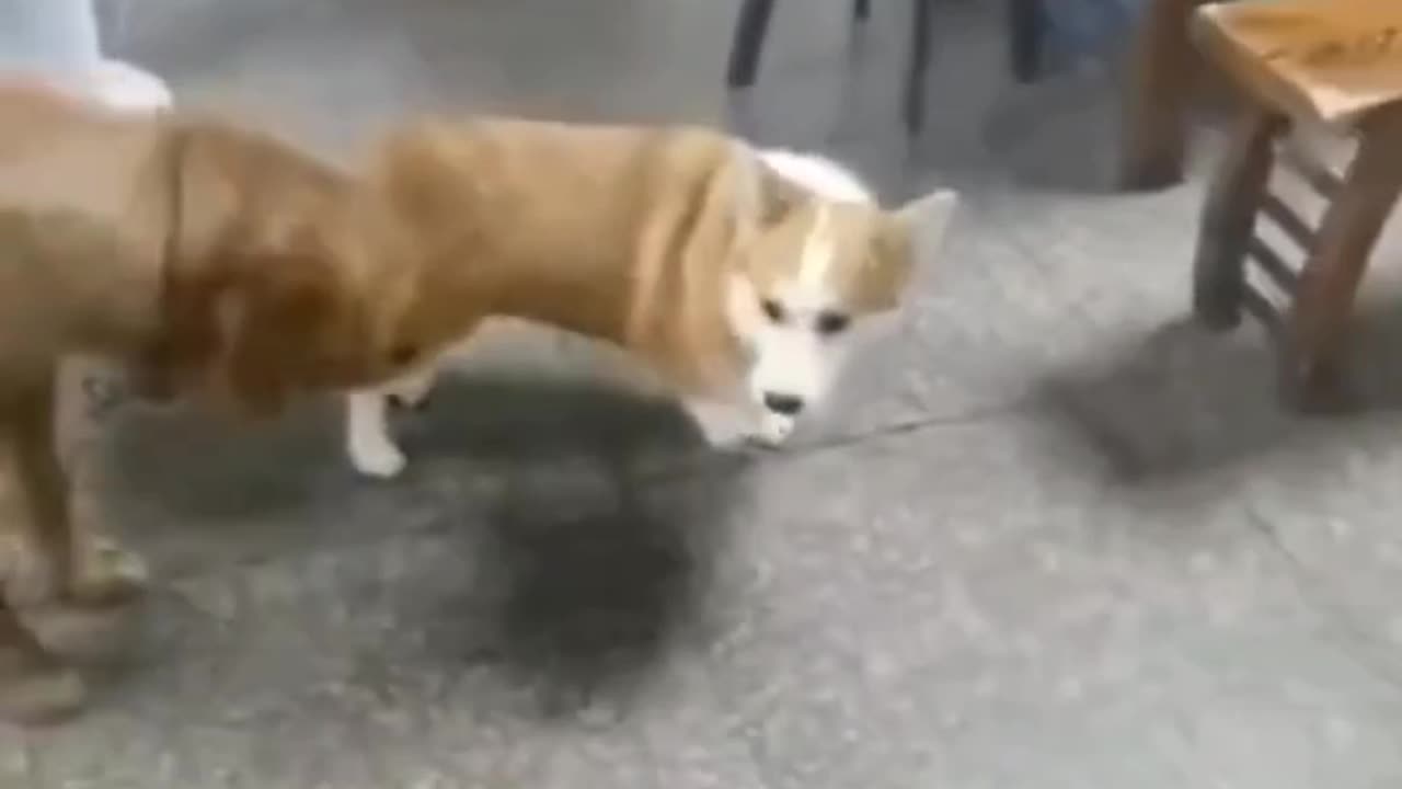 Funniest cat&dogs 😂