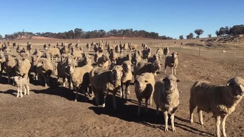 Western Australia Animals Sheep