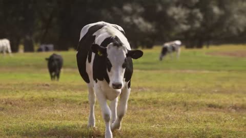 Animals video cow harvesting