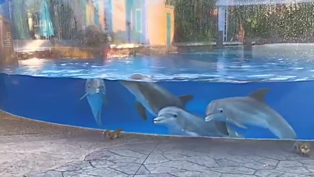 Dolphins can't stop staring