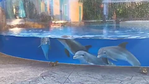 Dolphins can't stop staring