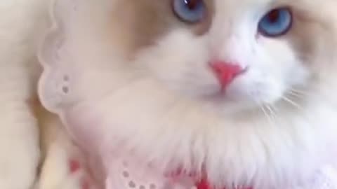 cute cat