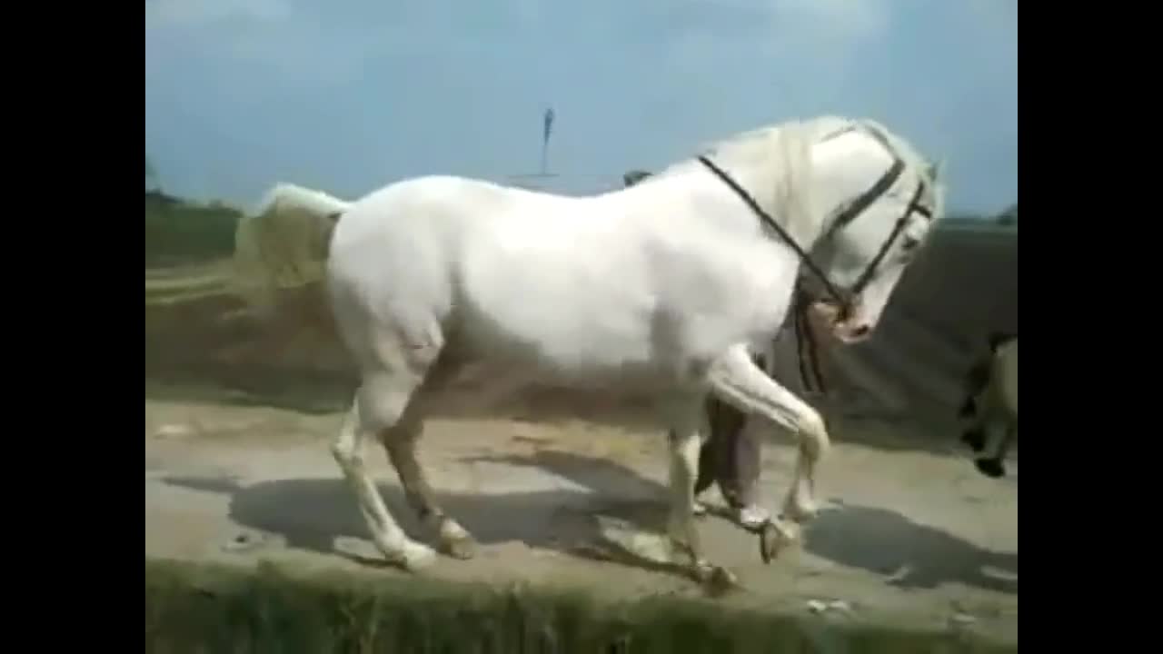 funny animal dance