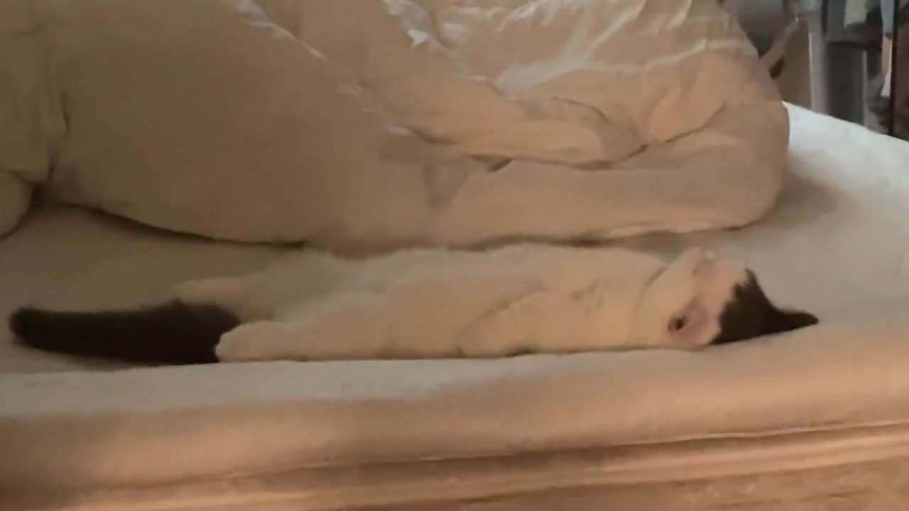 The cat lies flat like a child, so carefree