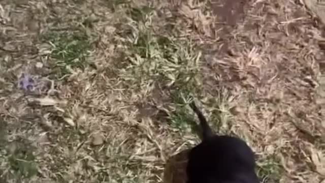 🐶 👉🐕🦺