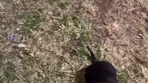 🐶 👉🐕‍🦺