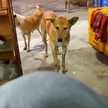 Please Help stray puppies 🥺🥺❤️❤️