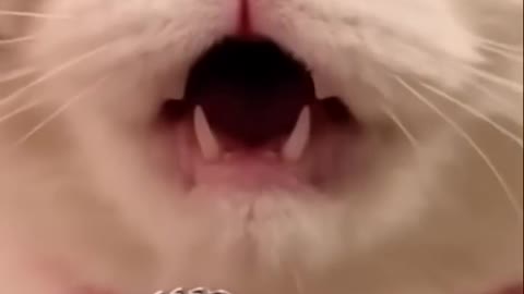 funny cat