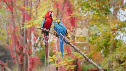 Red and Blue Parrots on a Branch