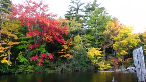 Foliage
