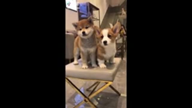 Funniest Animals Video - Funny Dogs And Cats - Try Not To Laugh Animals