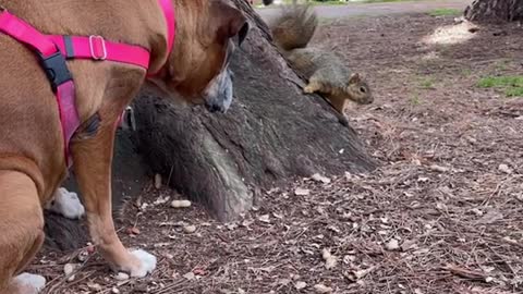 Cute Dog and Squirrel seen each other