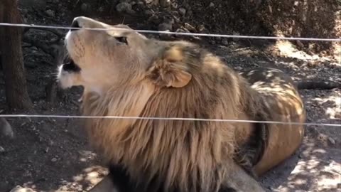 Lion and car....