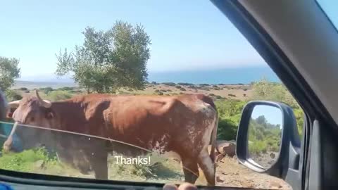 A netizen asked a cow for directions on a whim, but the cow actually responded