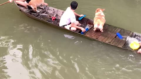 Boat Sinks with Corgis and Kid Inside