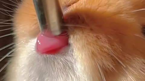 The most beautiful video you will see on rabbits, very beautiful