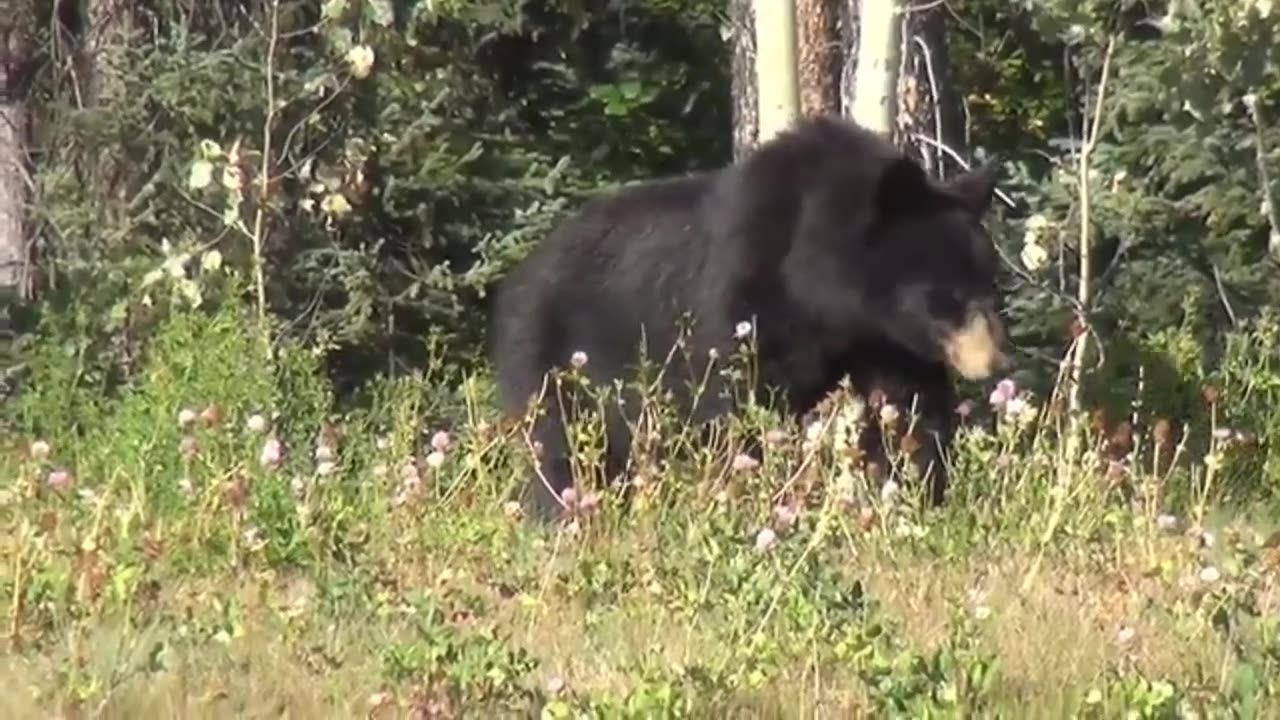 Funny Cats and dog sounds $ Collection of all Animals video,..