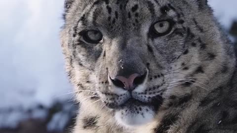 Beautiful Leopard in snow