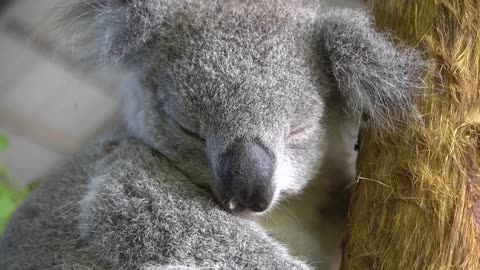 Adopt a Koala