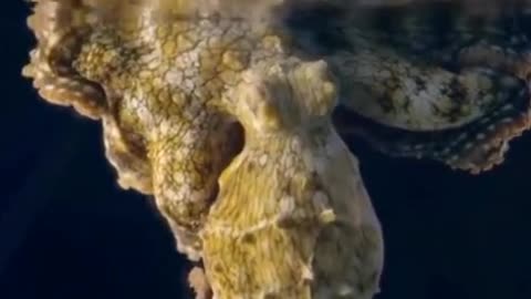 Octopuses are amazing