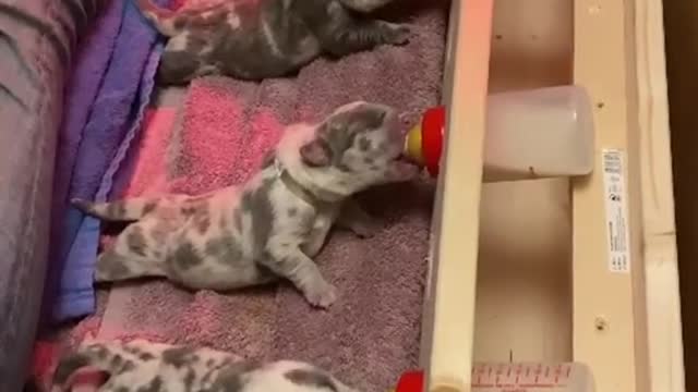 five small dogs drink milk