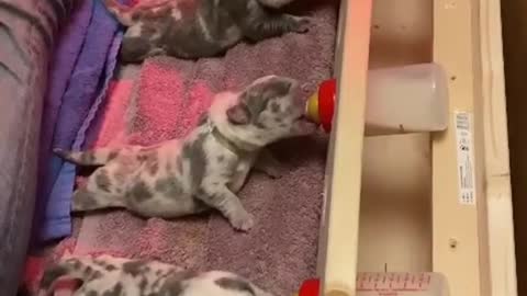 five small dogs drink milk