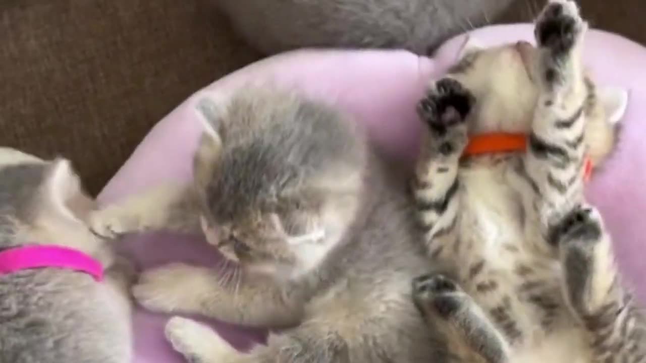 Funny pets video #funnycats #funny #cats #cute