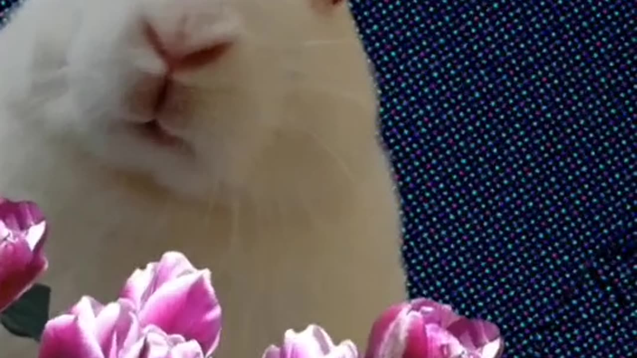 My pet Carrots