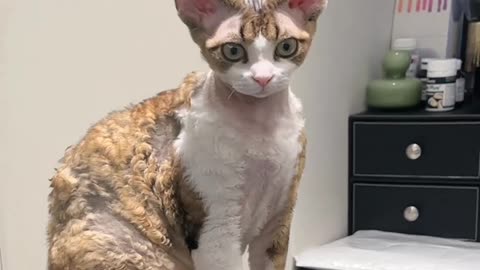 😍🐈🧑🏻"Unforgettable Moments with My Lovely Cat: A Journey of Feline Love and Joy"😍🐈🧑🏻