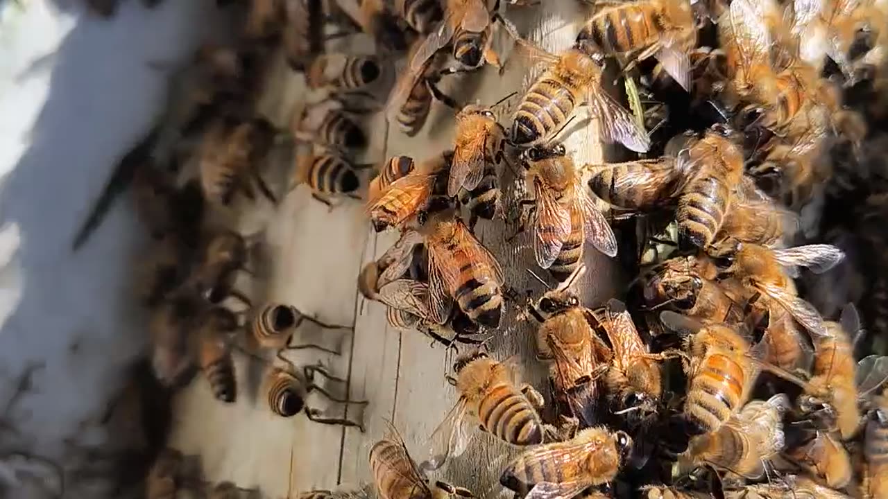 Honey Bee Swarm introduced to New Hive