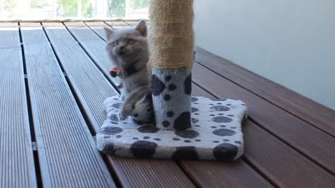 Baby cat playing in her "gym"