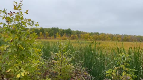 Sunset Beach Marsh