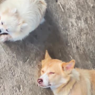 Farmer Lady Simple Life 😍 #farmer #rural