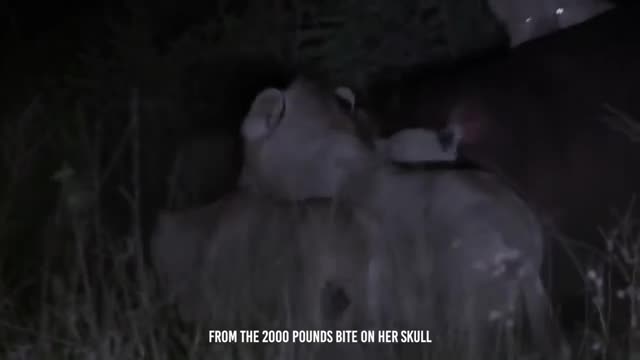 Angry Hippo Crushes Lion's Head And Show It Who's Boss_Cut