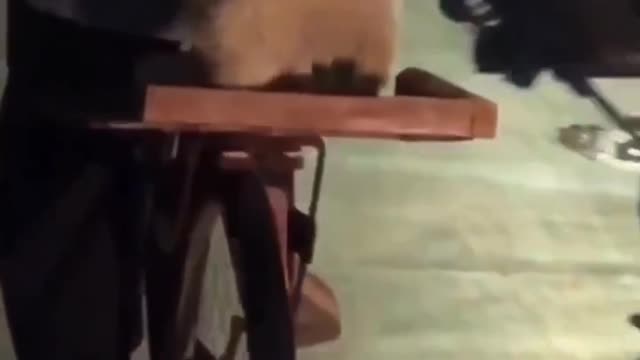 Cute puppy