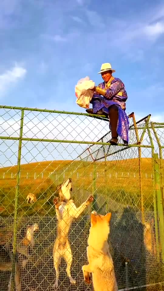 FEEDING WILD WOLF IN A HIGH FENCE