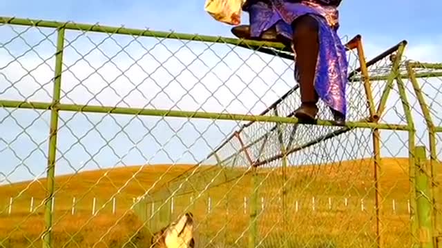 FEEDING WILD WOLF IN A HIGH FENCE