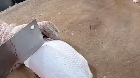 Fish cutting ski