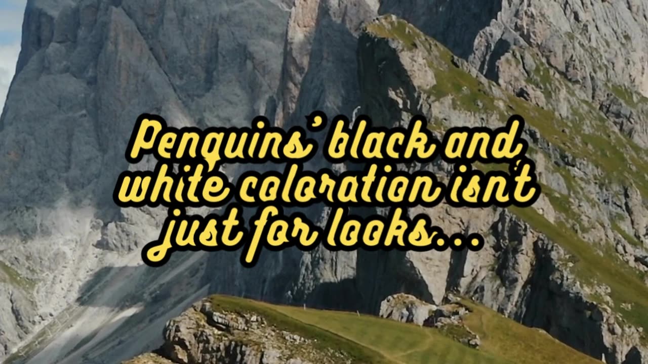 Animal Facts Penguin's "Tuxedo" #shorts