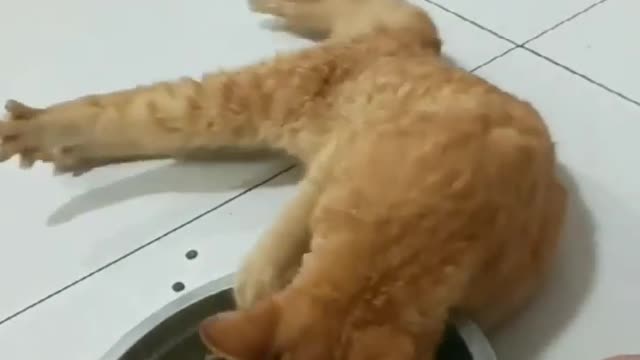 Drunken cat 🐈🐈😸 funny video