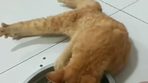 Drunken cat 🐈🐈😸 funny video