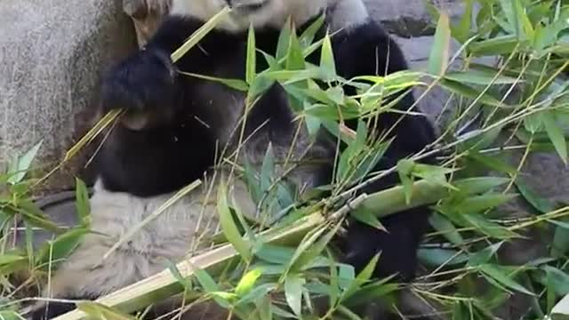 Panda eating bamboo 🐼🐼🐼